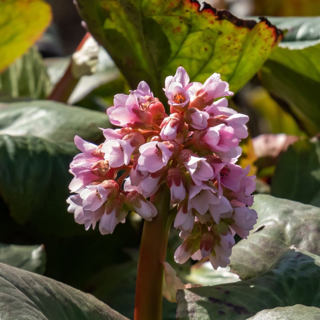 Bergenia Baby Doll - Bergenie