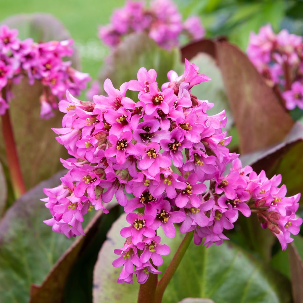 Bergenia cordifolia Morgenrote - Bergenie