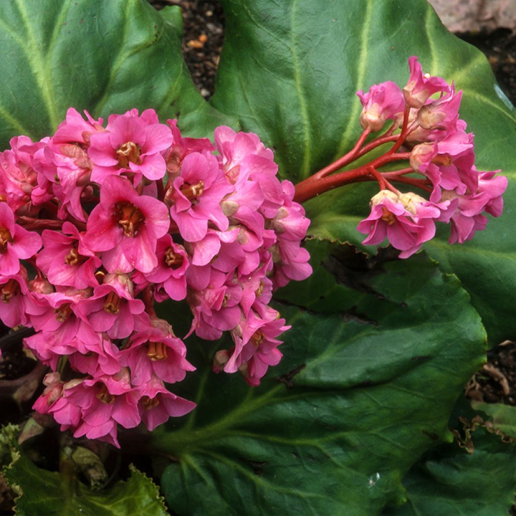 Bergenia cordifolia Morgenrote - Bergenie