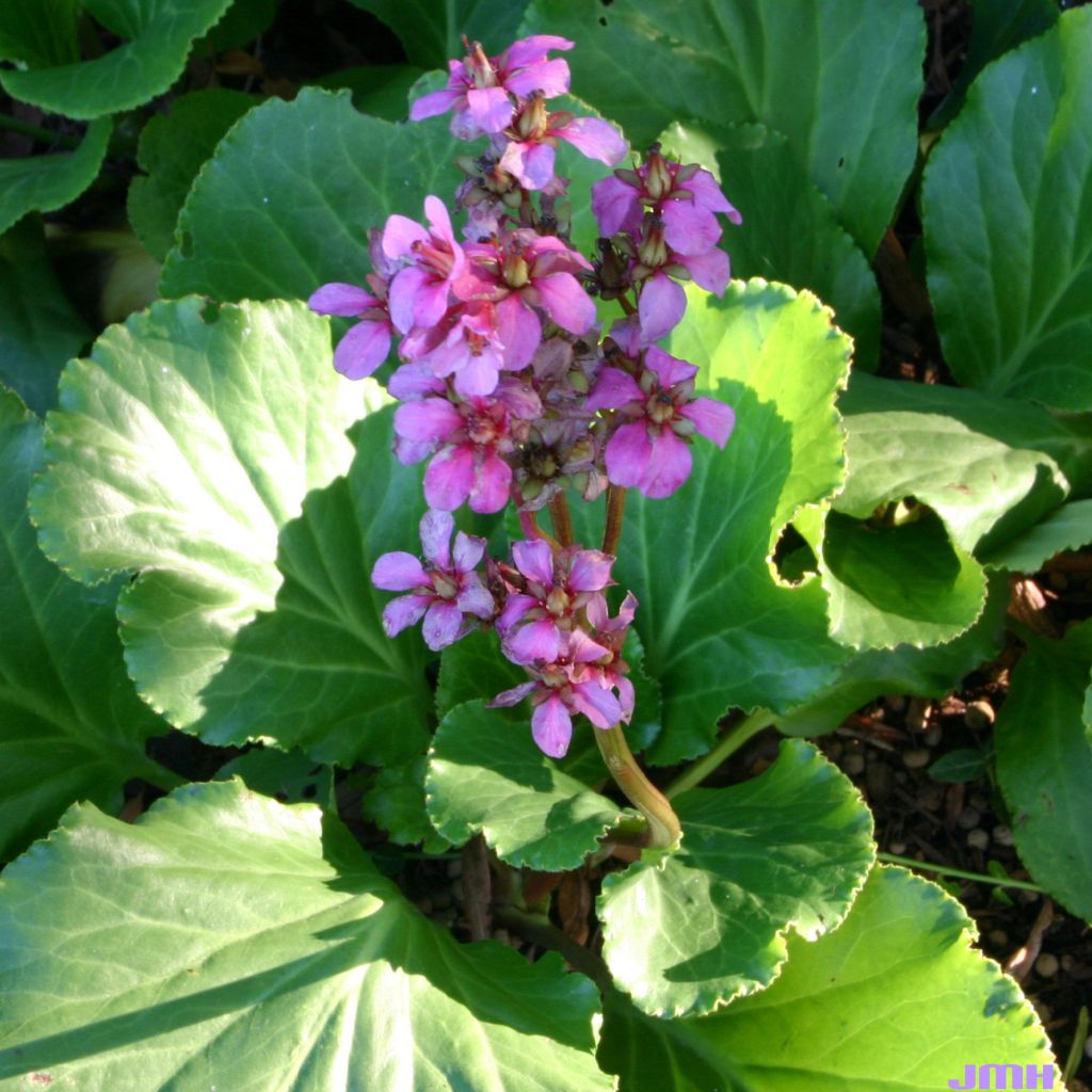 Bergenia cordifolia Rotblum - Bergenie