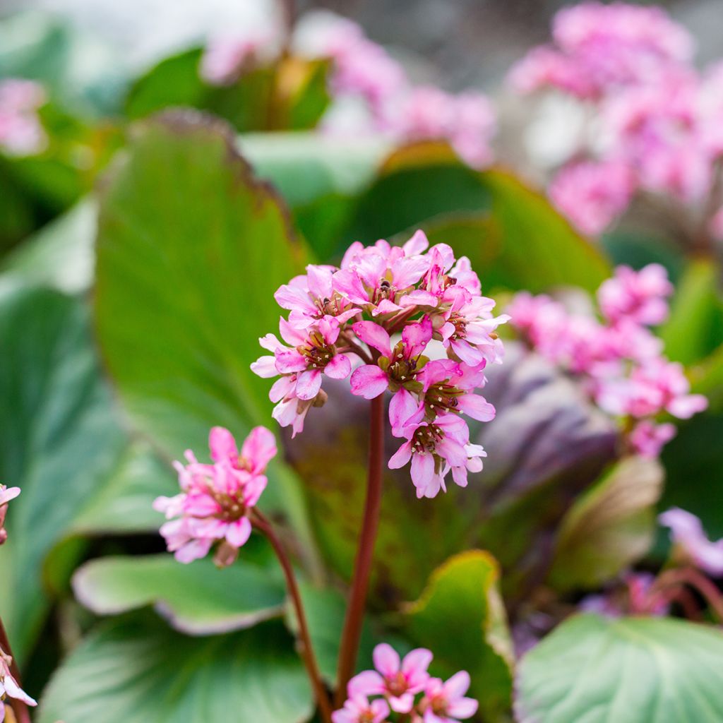 Bergenia cordifolia Rotblum - Bergenie