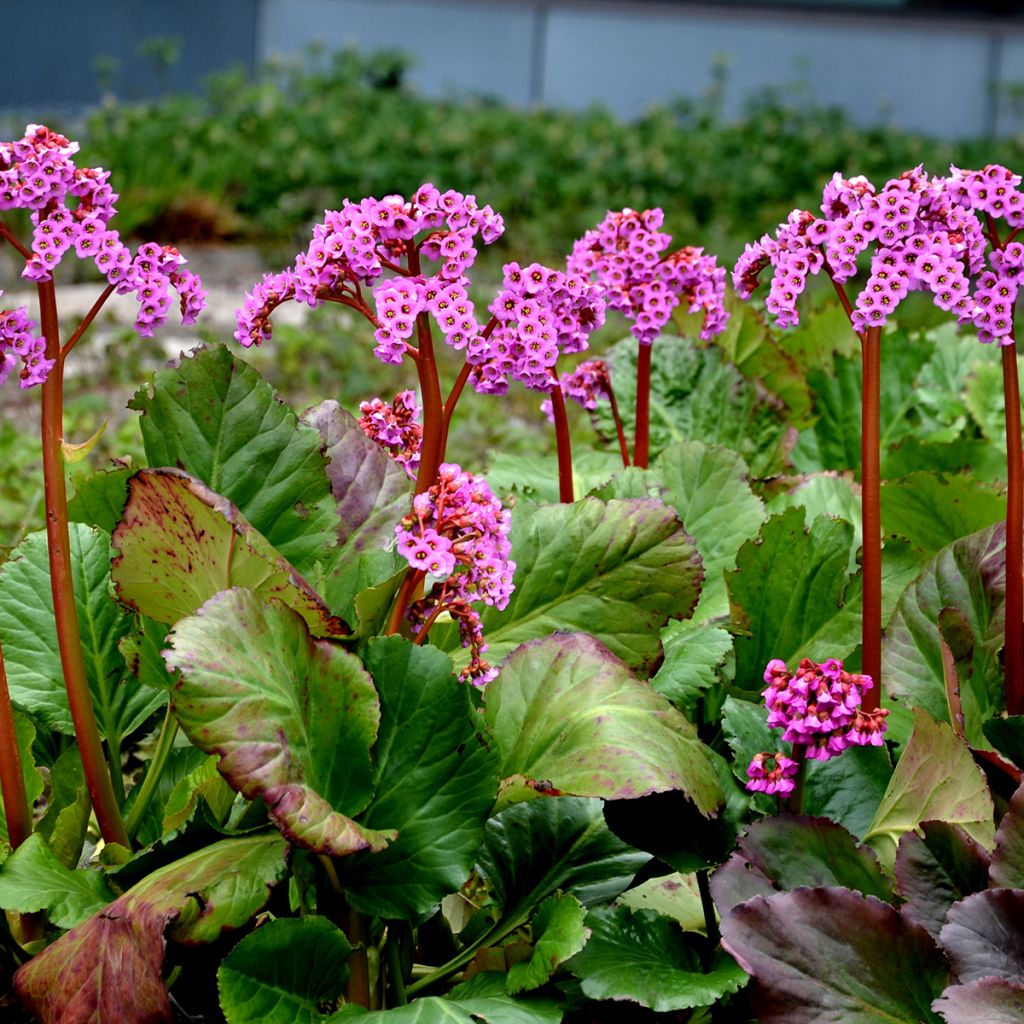 Bergenia cordifolia Rotblum - Bergenie