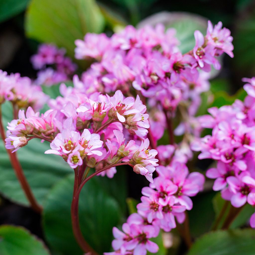 Bergenia cordifolia Rotblum - Bergenie