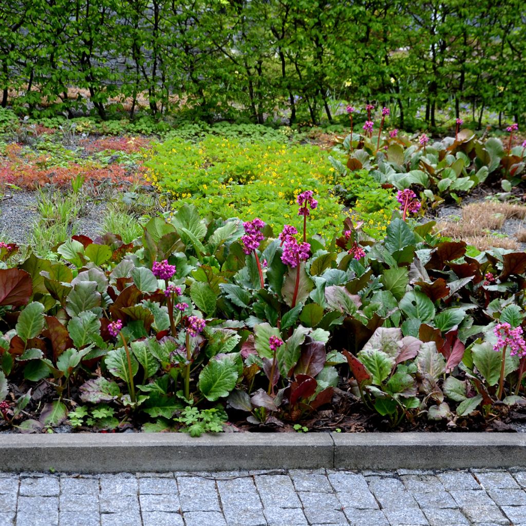 Bergenia cordifolia Rotblum - Bergenie