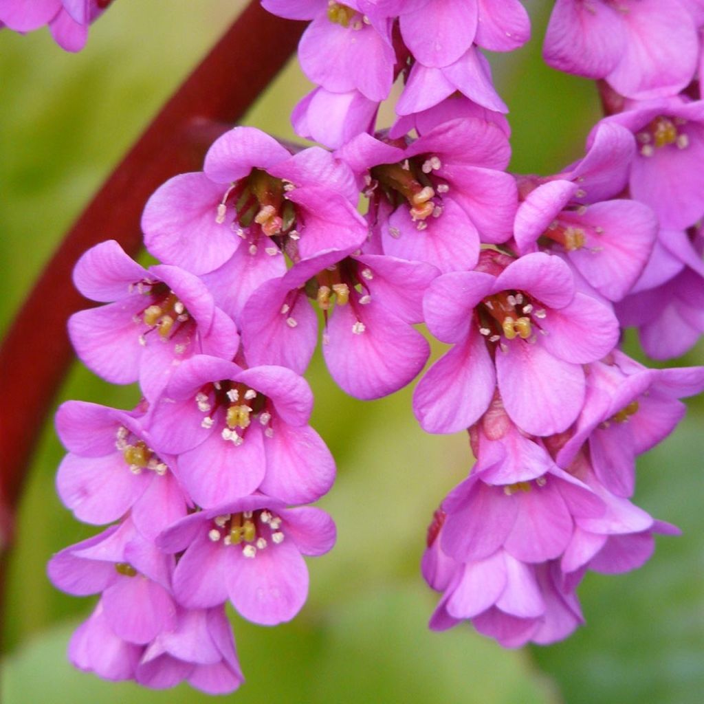 Bergenia Winterglut - Bergenie