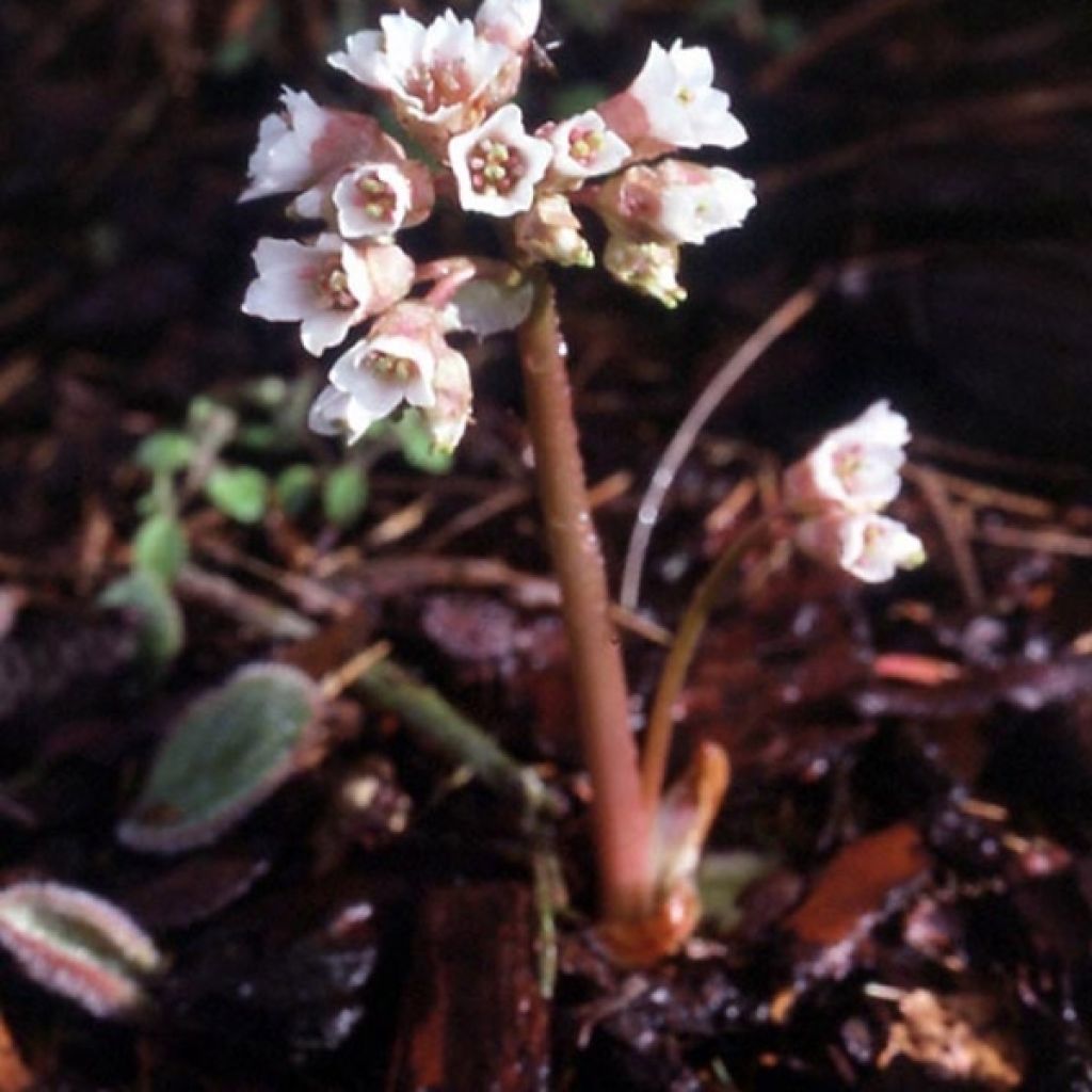 Bergenia ciliata - Bergenie