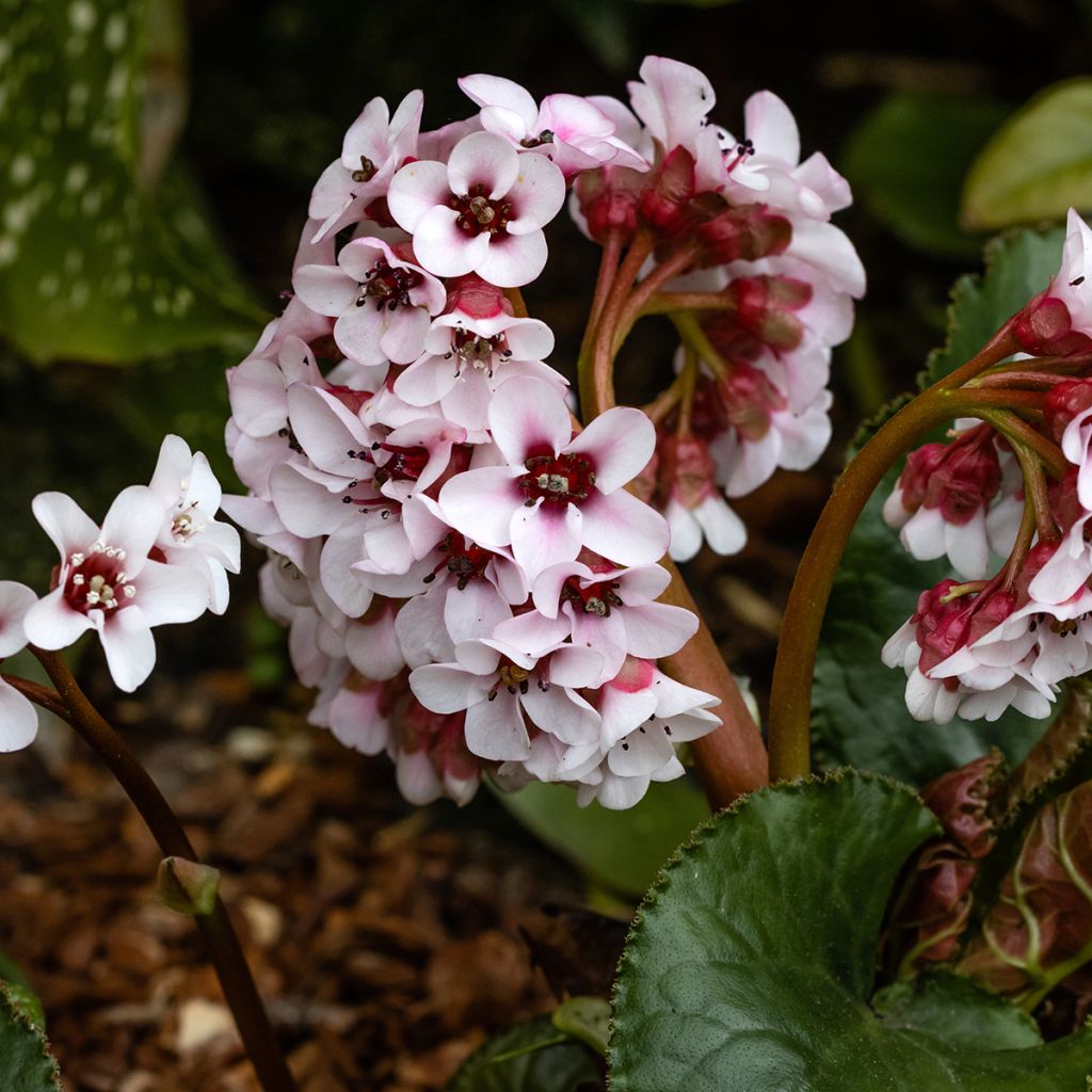 Bergenia ciliata - Bergenie