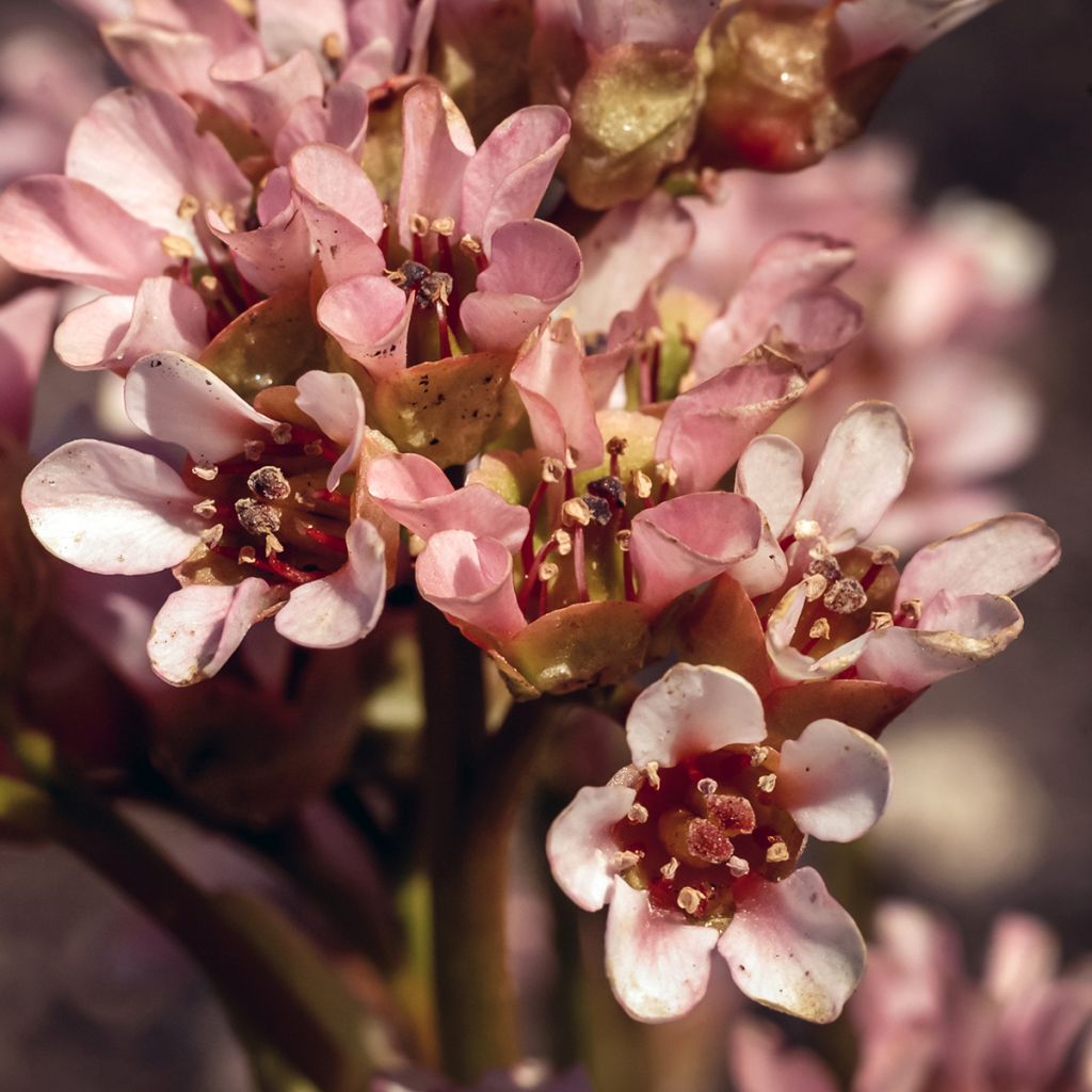 Bergenia ciliata - Bergenie