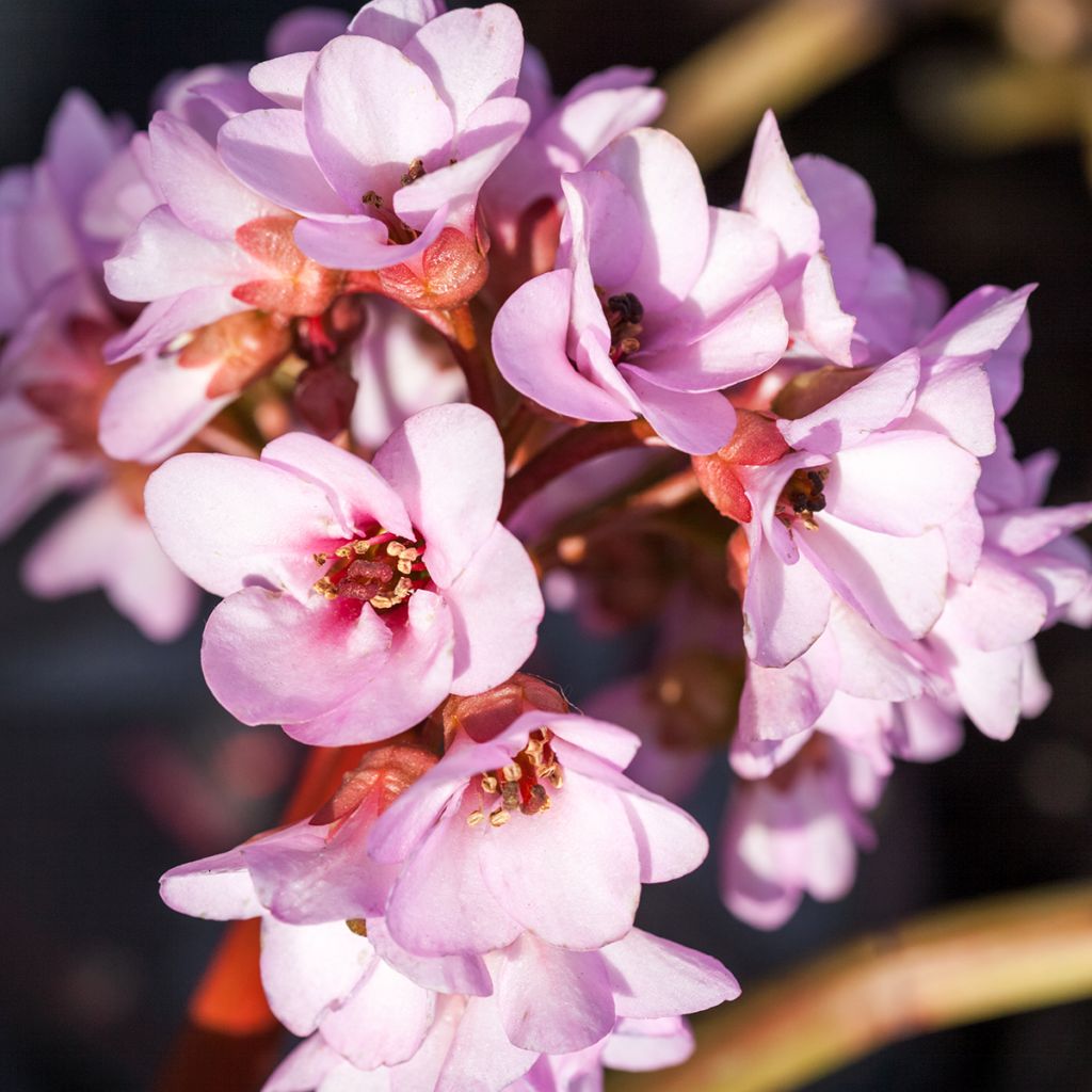 Bergenia ciliata - Bergenie