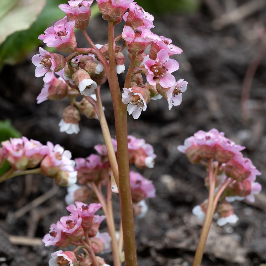 Bergenia ciliata - Bergenie