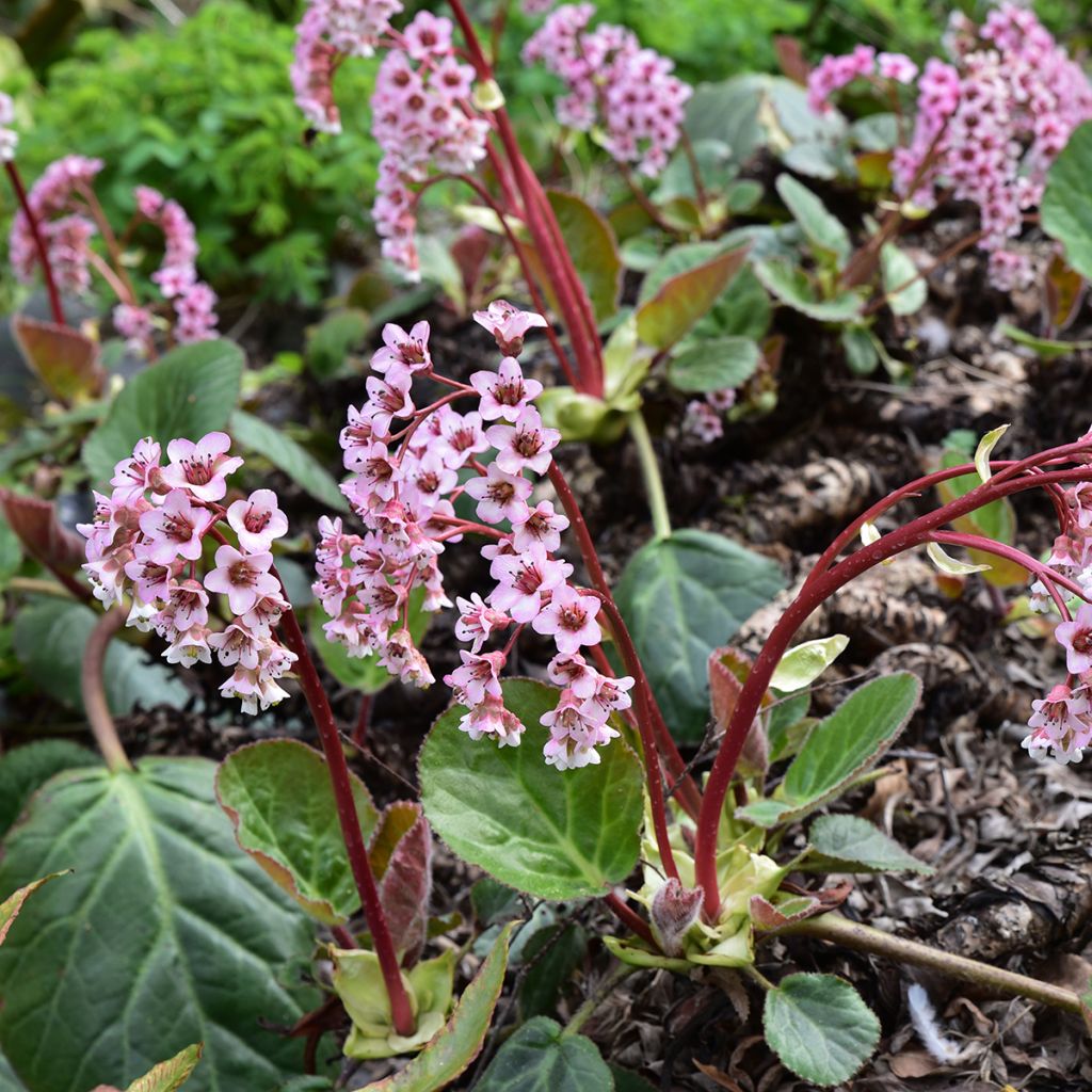 Bergenia ciliata - Bergenie