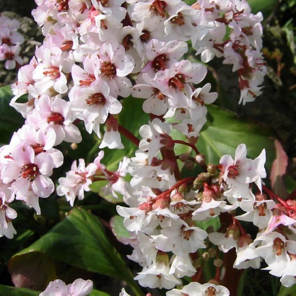 Bergenia cordifolia Silberlicht - Plante des savetiers