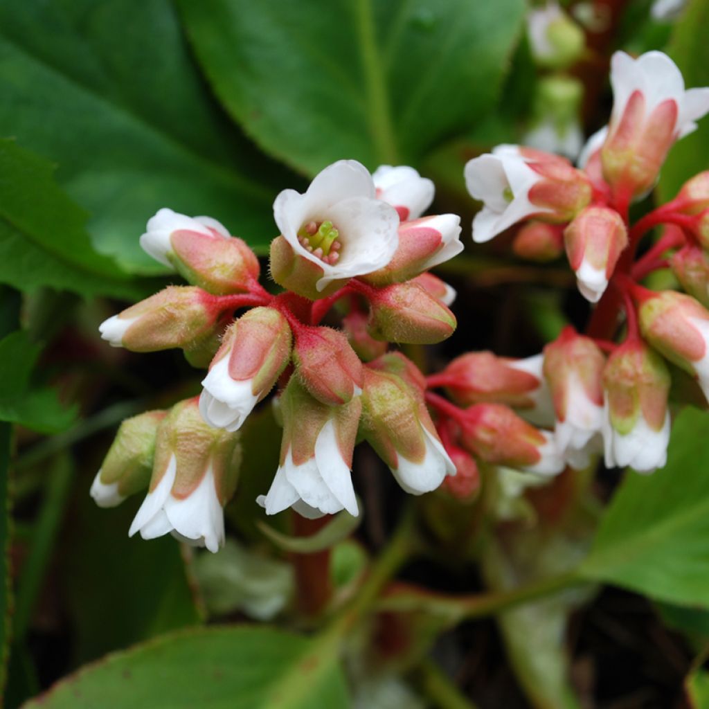 Bergenia cordifolia Silberlicht - Bergenie