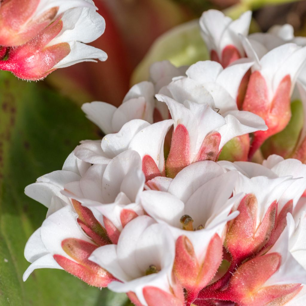 Bergenia cordifolia Silberlicht - Plante des savetiers