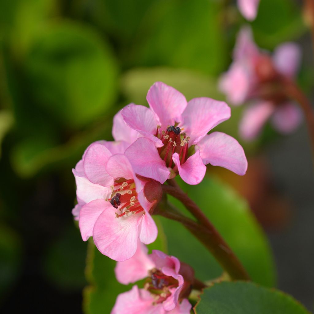 Bergenia Harzkristall - Bergenie