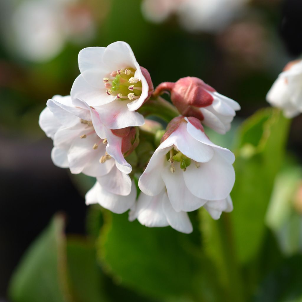 Bergenia Harzkristall - Bergenie