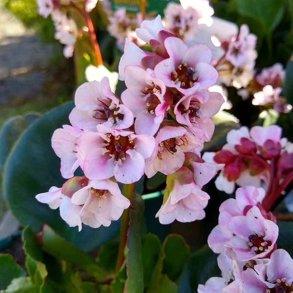 Bergenia Harzkristall - Bergenie