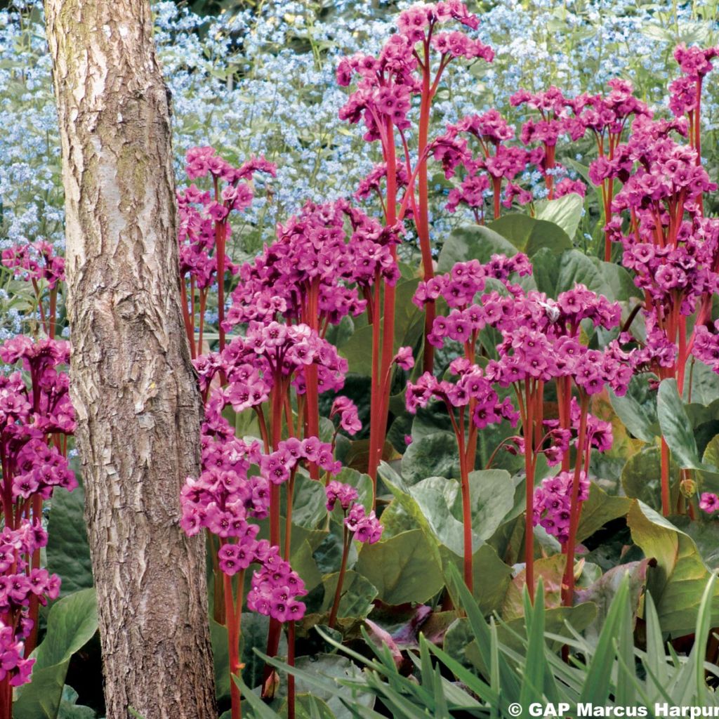 Bergenia purpurascens - Bergenie