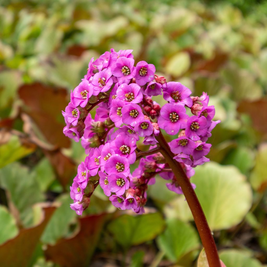 Bergenia purpurascens - Bergenie