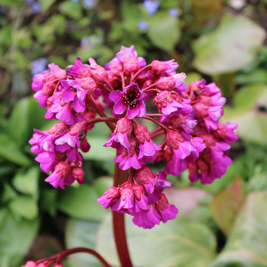 Bergenia purpurascens - Bergenie