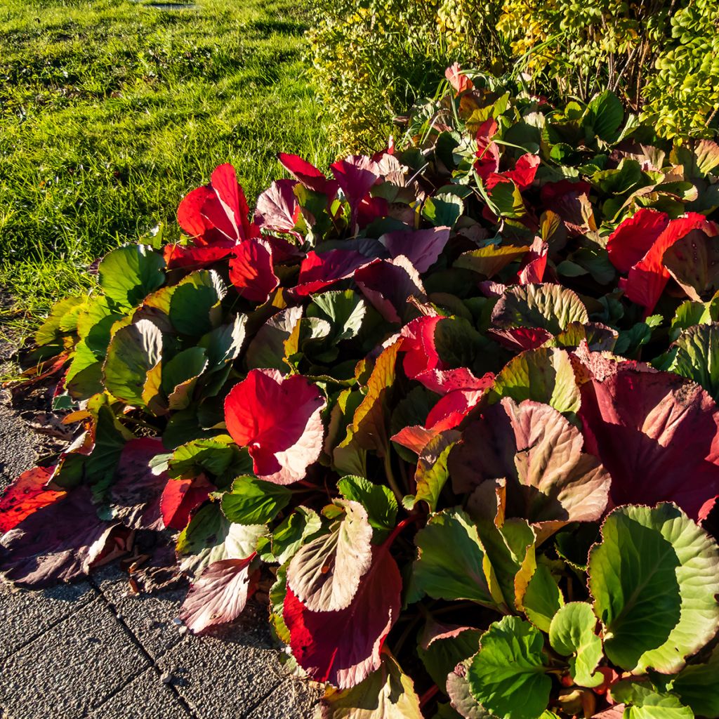 Bergenia purpurascens - Bergenie