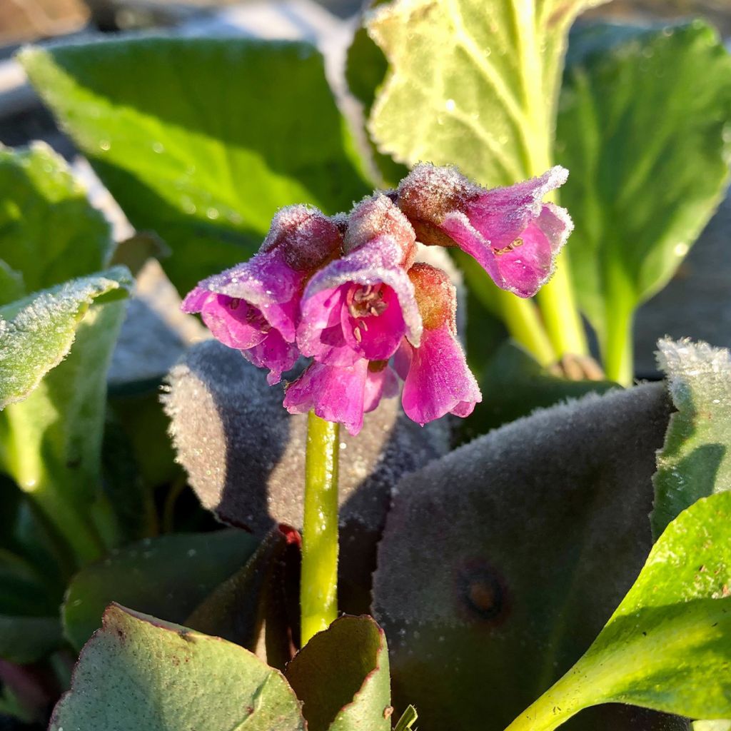 Bergenia purpurascens - Bergenie