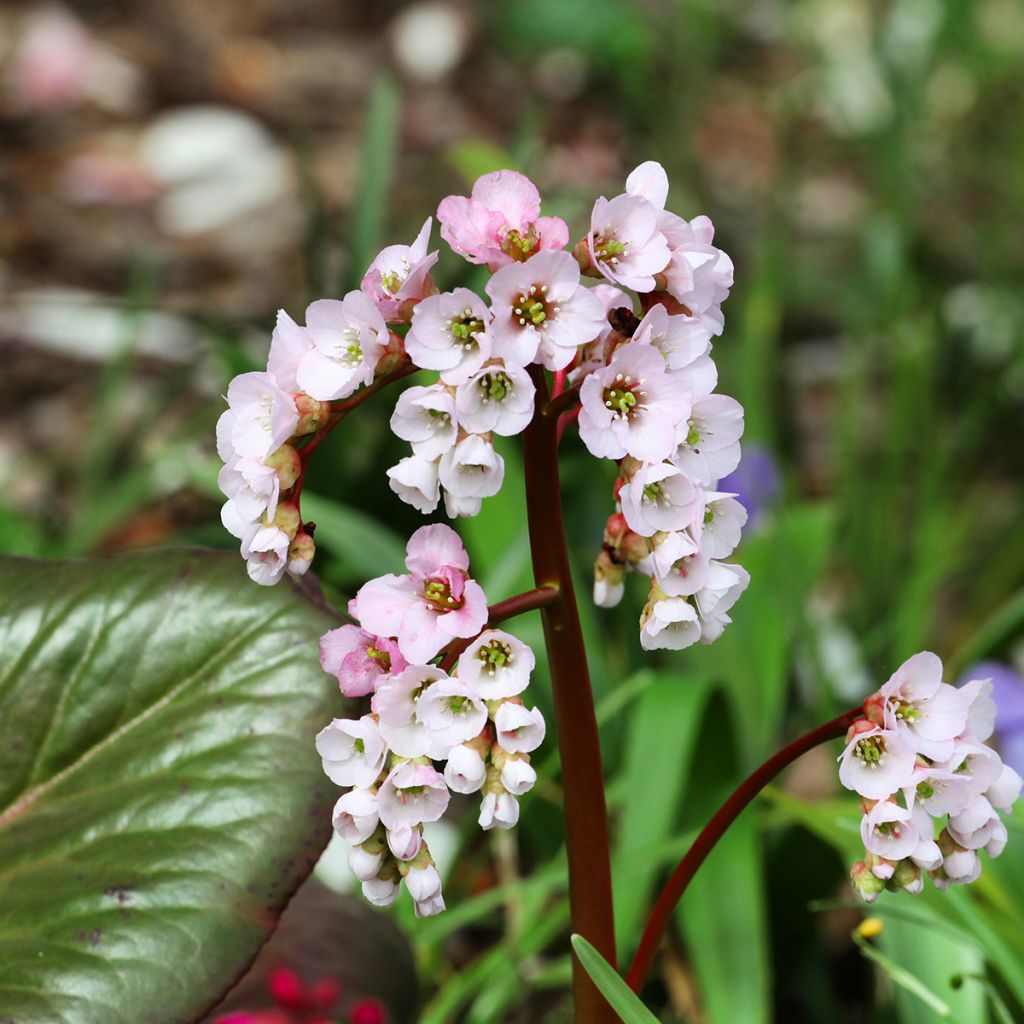 Bergenia schmidtii - Bergenie