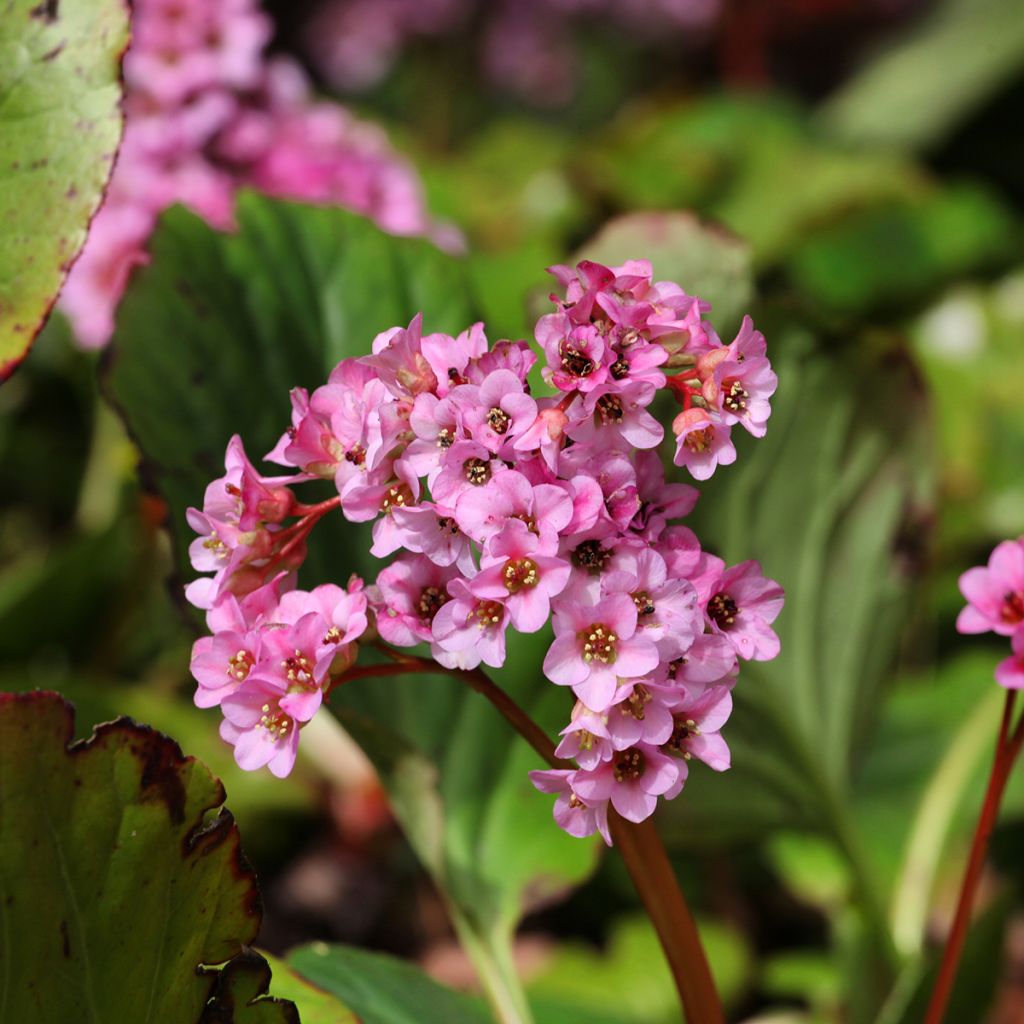 Bergenia schmidtii - Bergenie