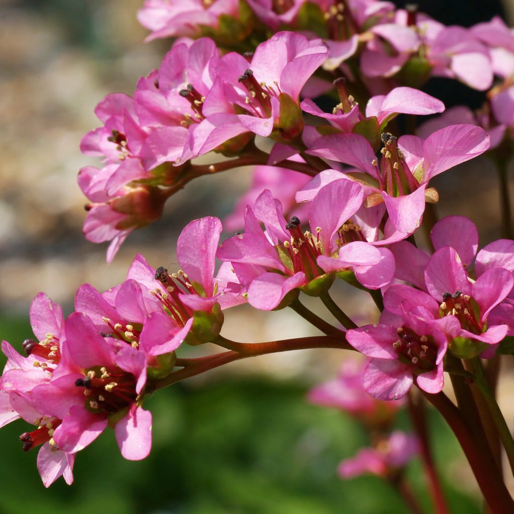 Bergenia stracheyi