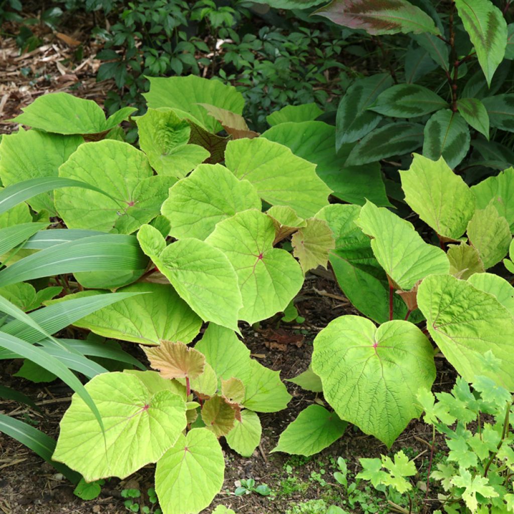 Begonie Torsa - Begonia grandis