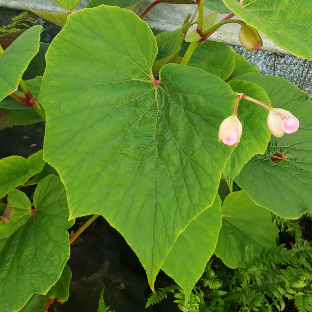 Begonie Torsa - Begonia grandis