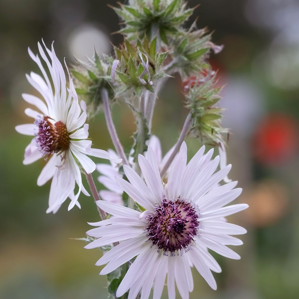 Berkheya purpurea - Südafrikanische Purpurdistel