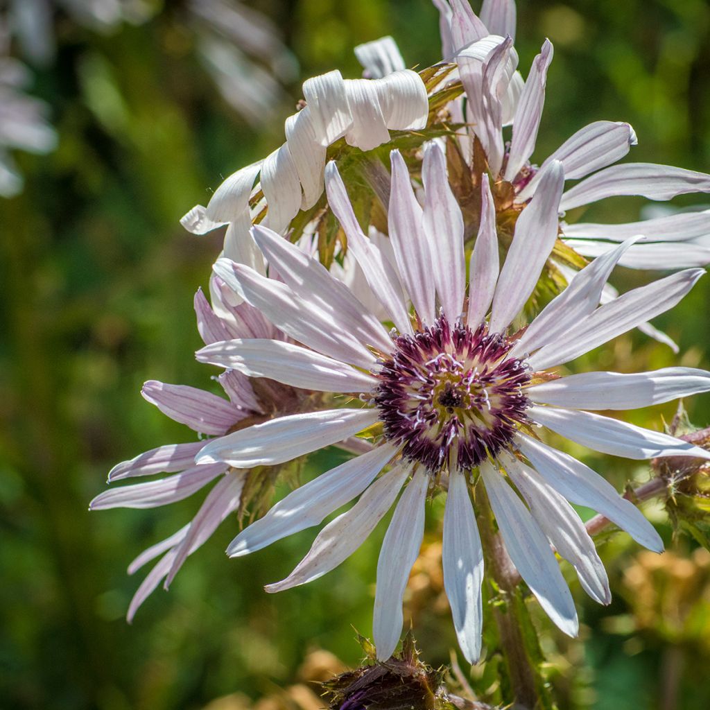 Berkheya purpurea - Südafrikanische Purpurdistel