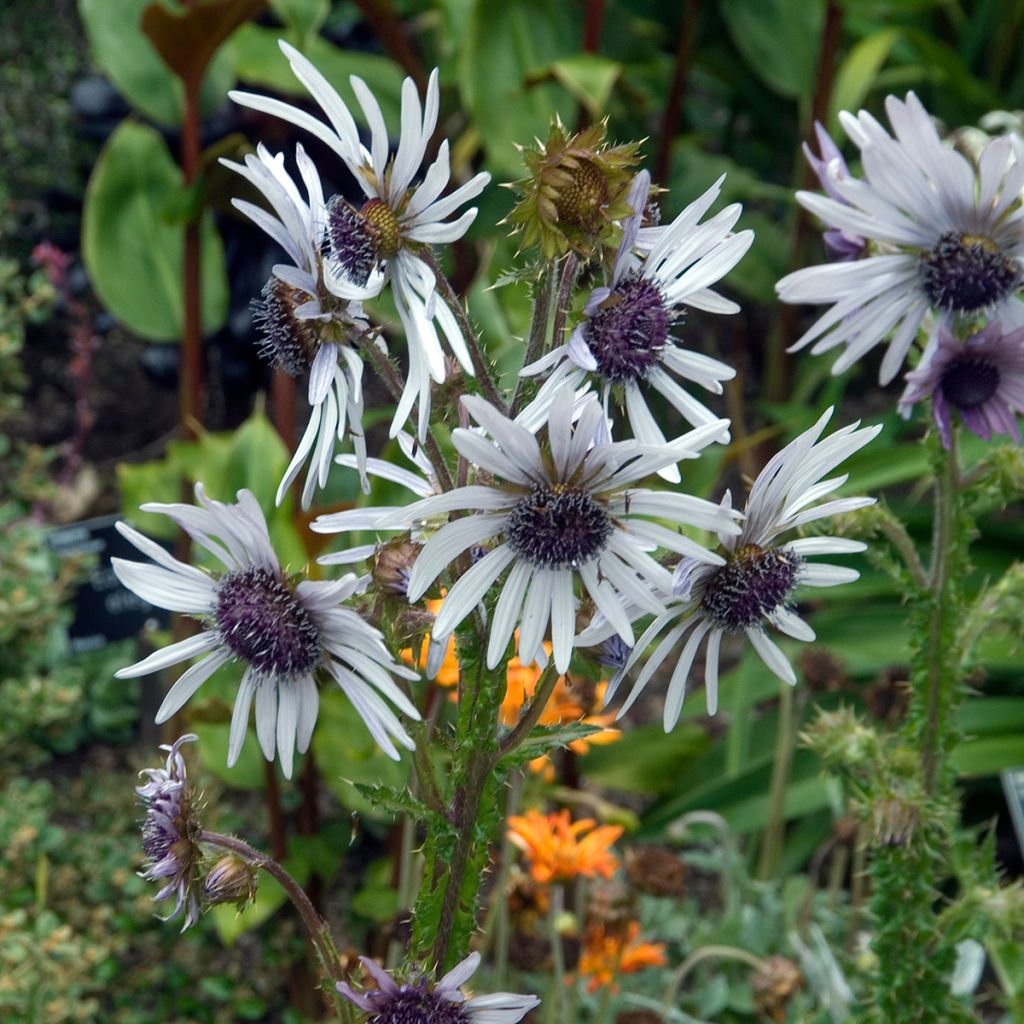 Berkheya purpurea - Südafrikanische Purpurdistel