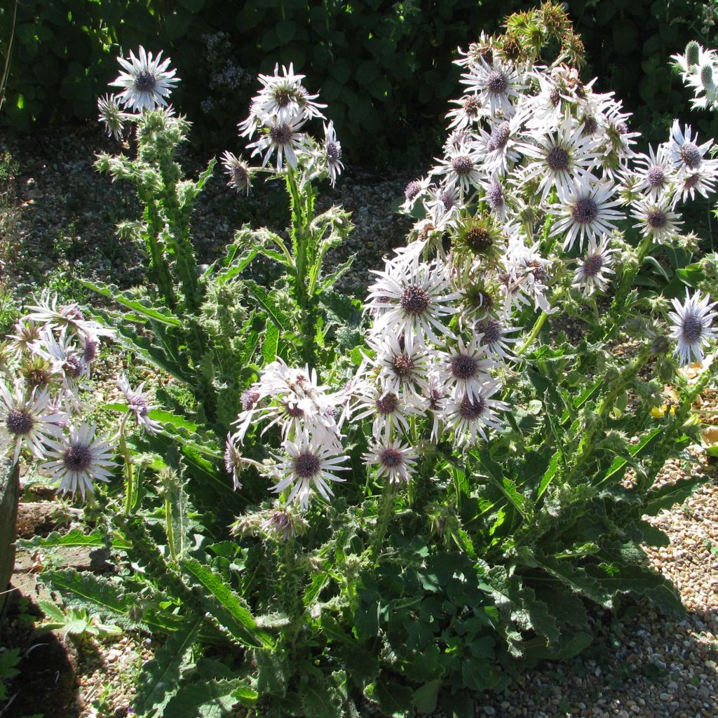 Berkheya purpurea - Südafrikanische Purpurdistel