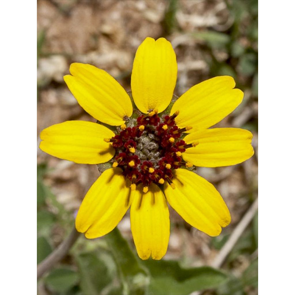 Berlandiera lyrata (Samen) - Schokoladenblume