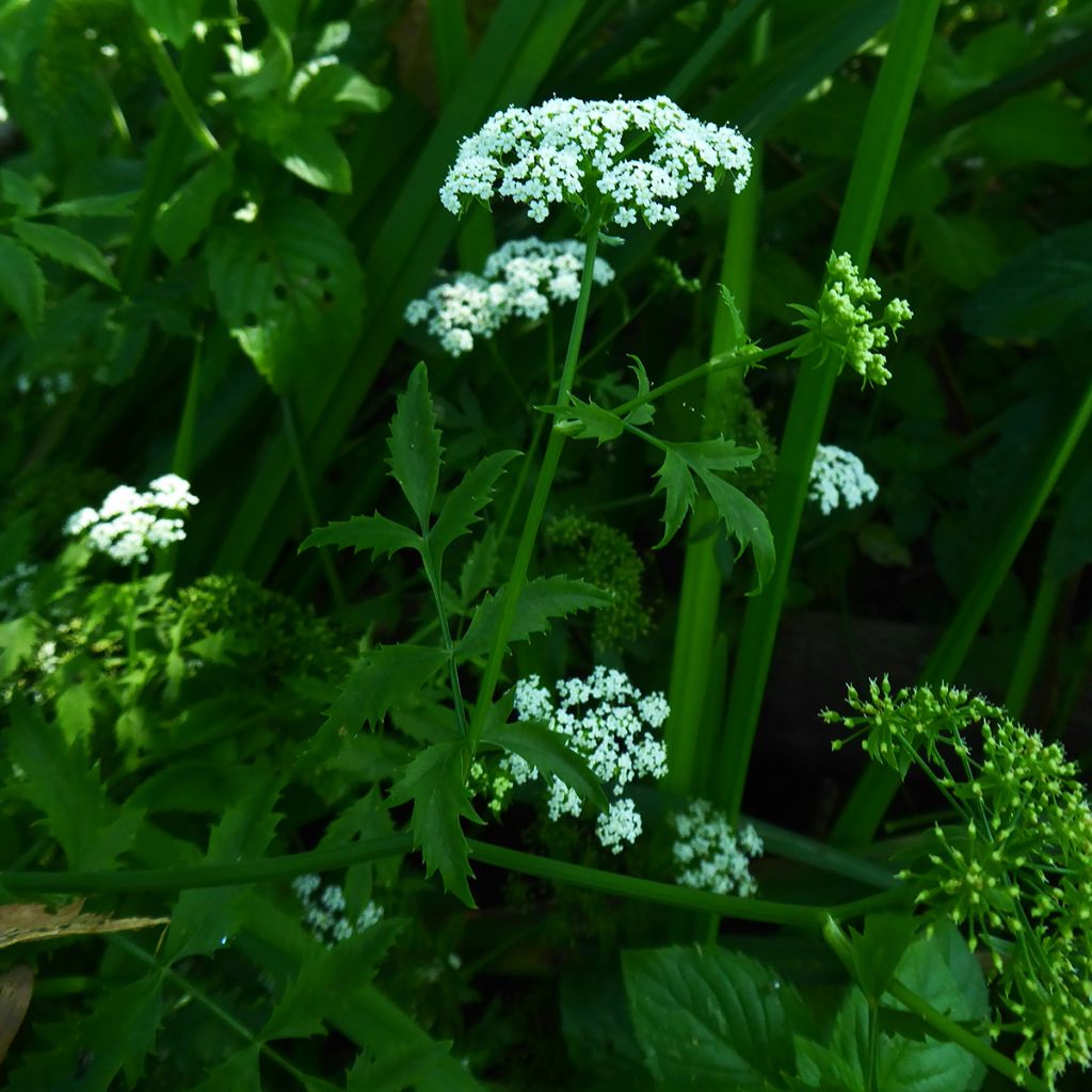 Berula erecta - Aufrechte Berle