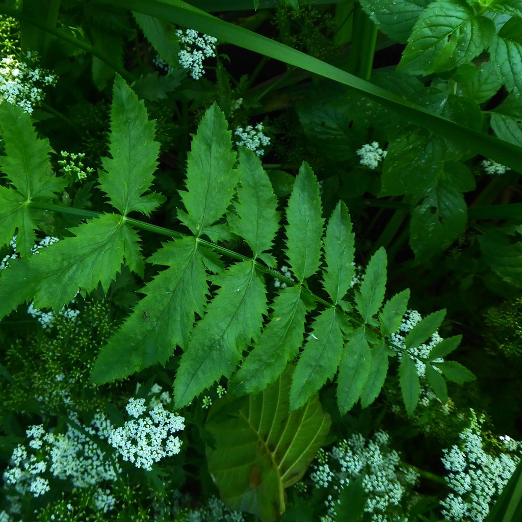 Berula erecta - Berle dressée, Cresson sauvage