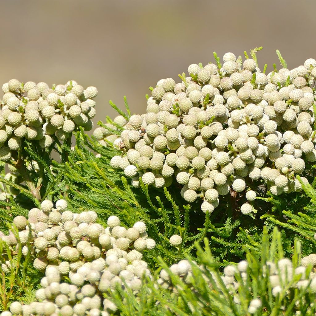 Berzelia lanuginosa - Berzelie