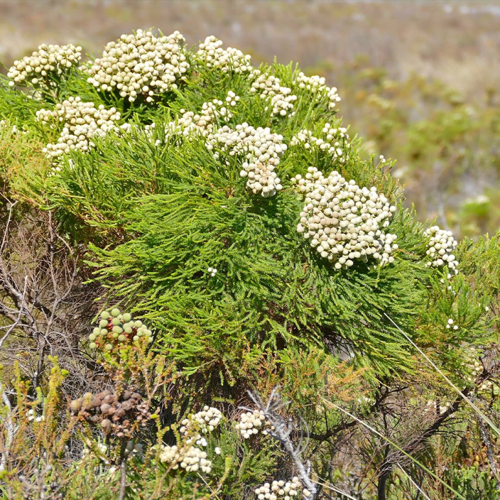 Berzelia lanuginosa - Buttonbush