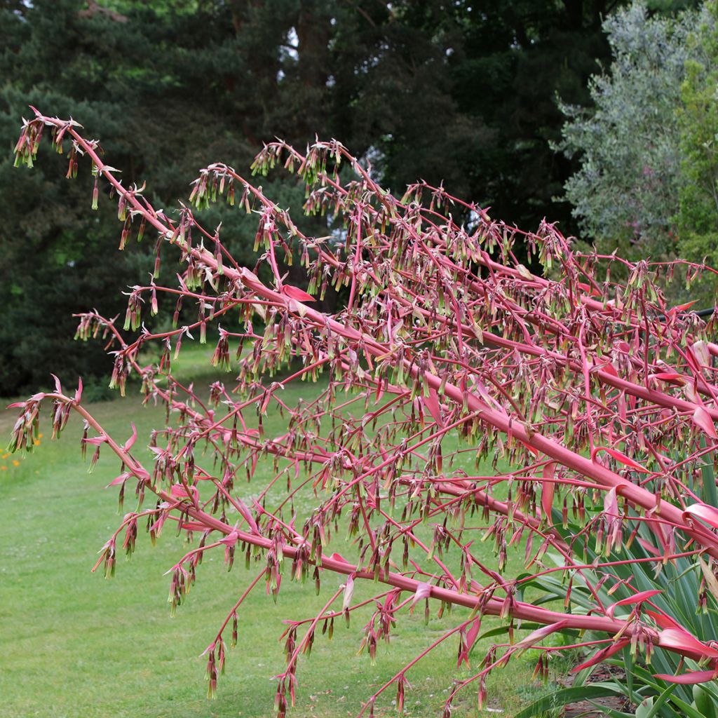 Beschorneria yuccoides - Beschornerie