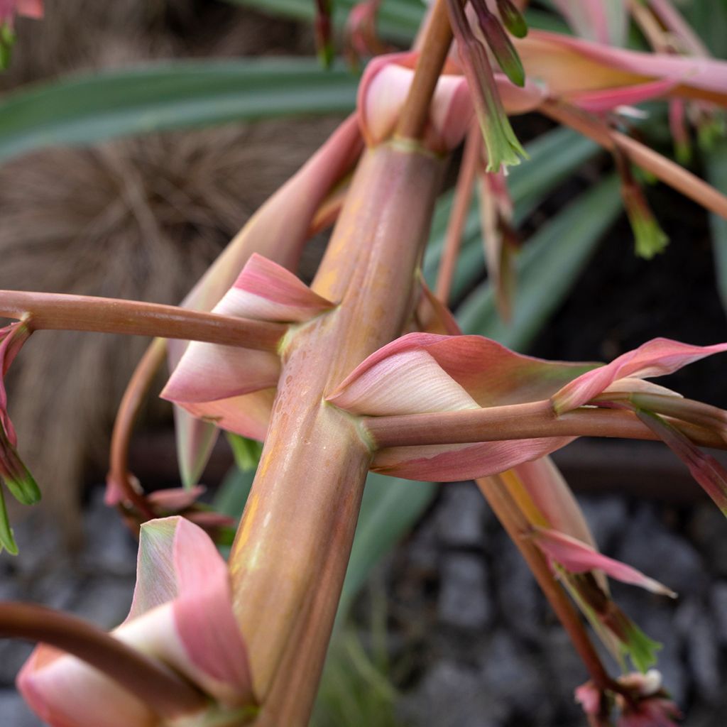 Beschorneria yuccoides - Beschornerie