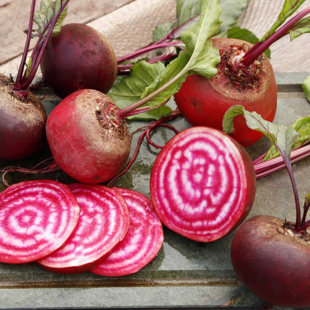 Rote Bete Chioggia