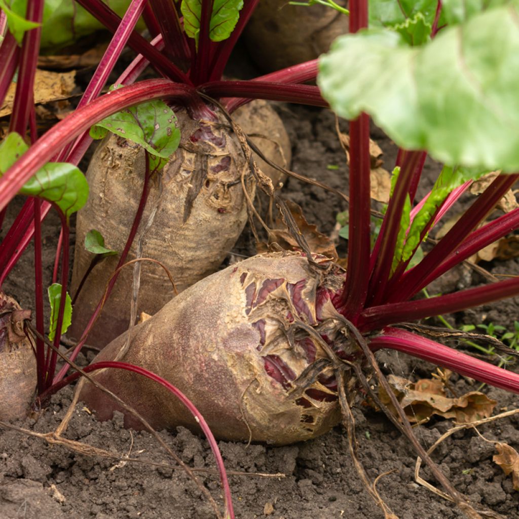 Rote Bete Crapaudine