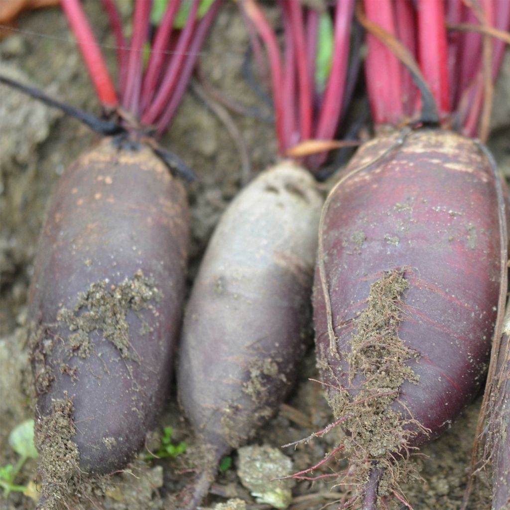 Rote Bete Cylindra