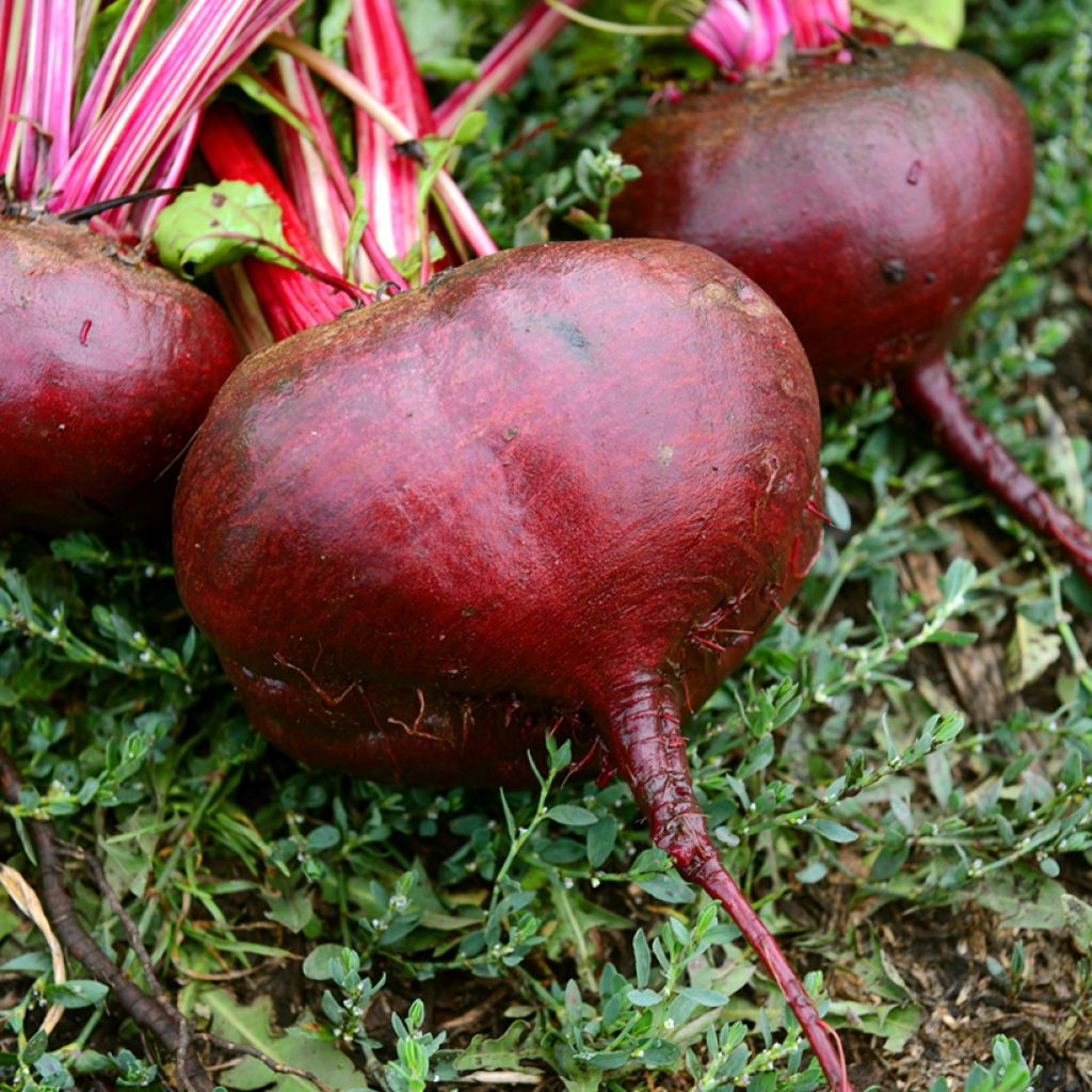 Rote Bete D'Egypte Bio - La Ferme de Sainte-Marthe