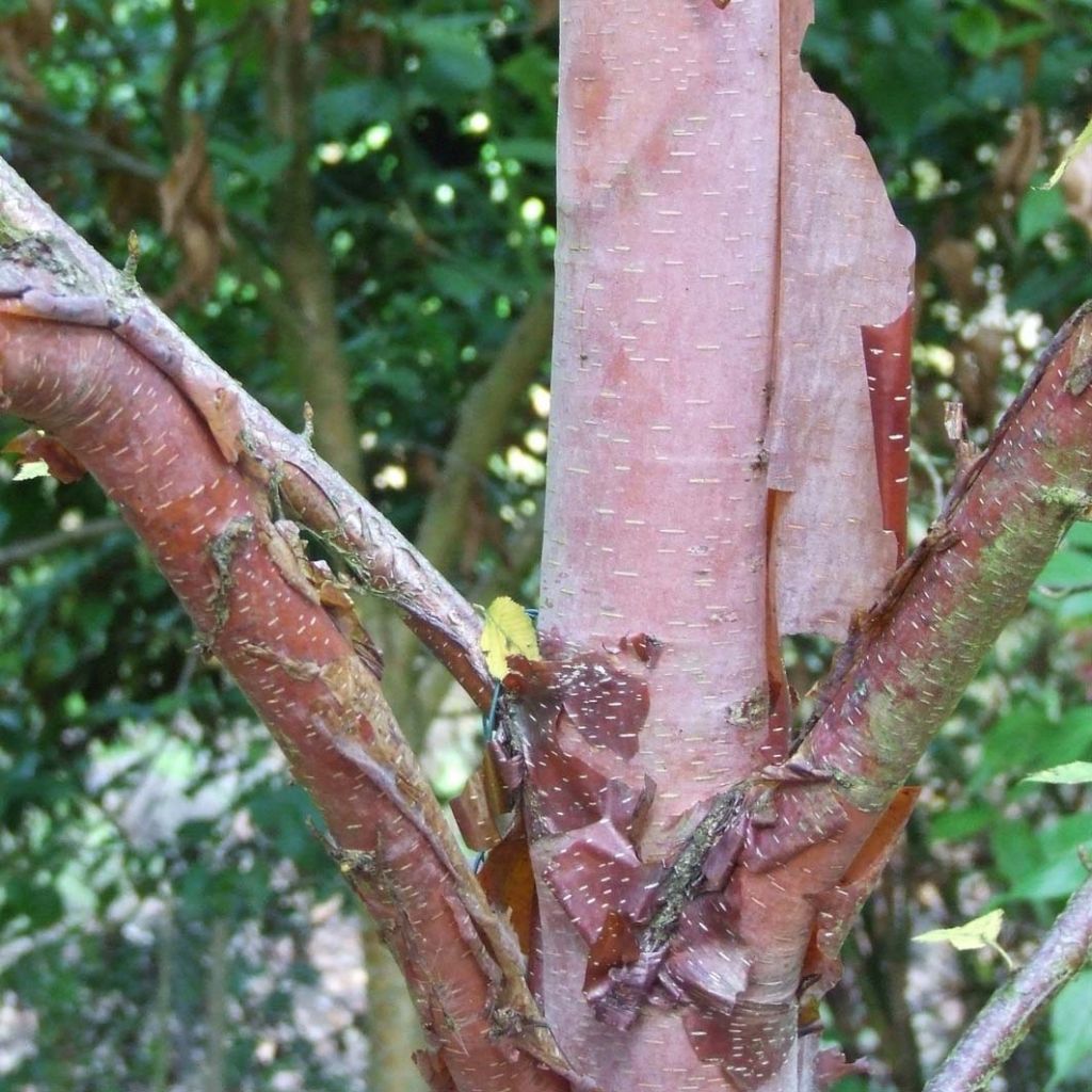 Betula albosinensis Blason - Bouleau de Chine