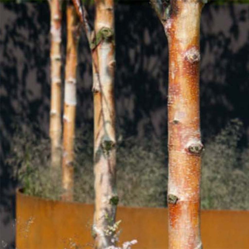 Betula albosinensis Fascination - Rote China-Birke