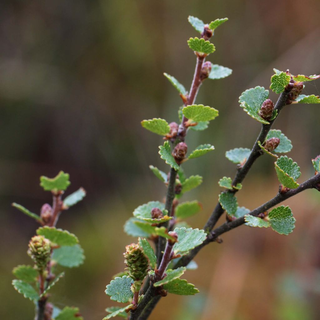 Betula nana - Zwerg-Birke