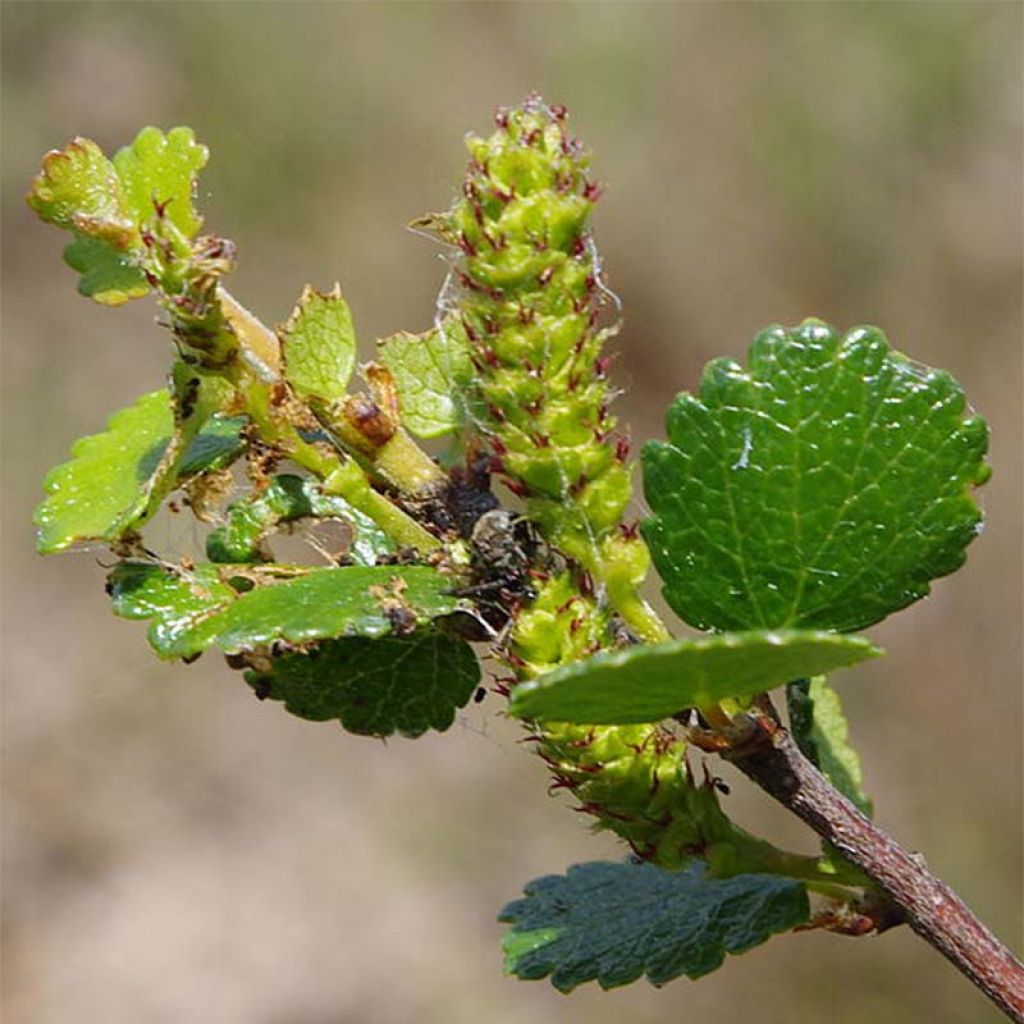 Betula nana - Zwerg-Birke